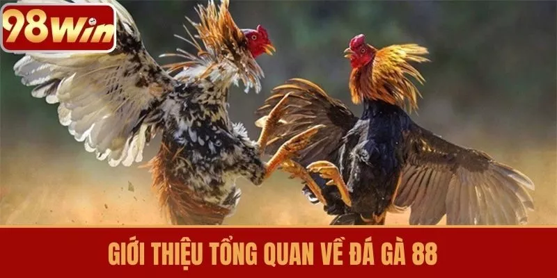 Giới thiệu tổng quan về Đá Gà 88
