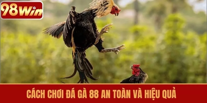 Cách chơi Đá Gà 88 an toàn và hiệu quả