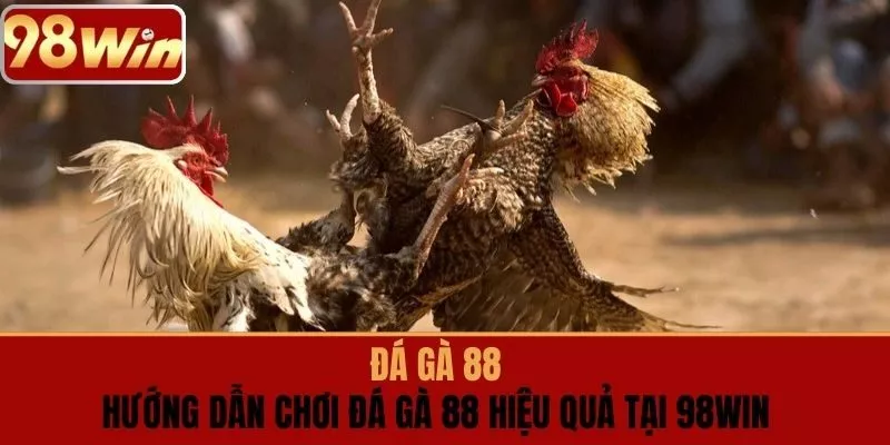 ĐÁ GÀ 88