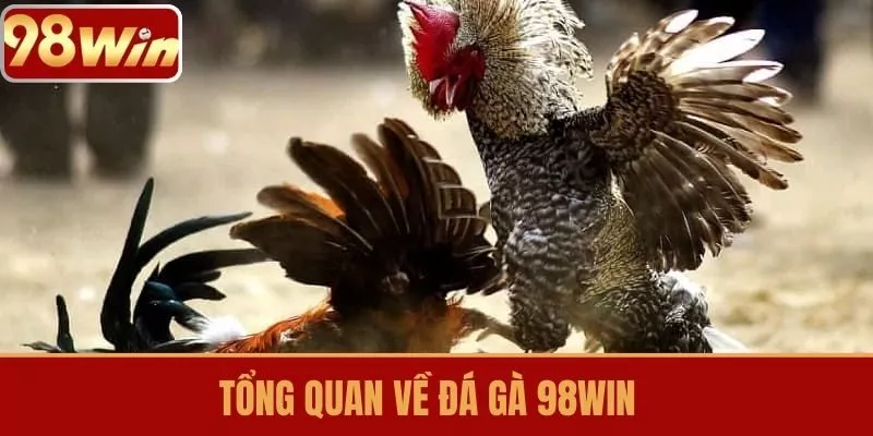 Tổng quan về Đá Gà 98WIN
