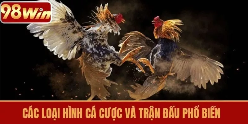 Các loại hình cá cược và trận đấu phổ biến