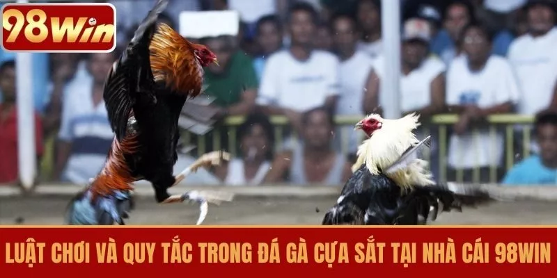 Luật chơi và quy tắc trong đá gà cựa sắt tại nhà cái 98WIN
