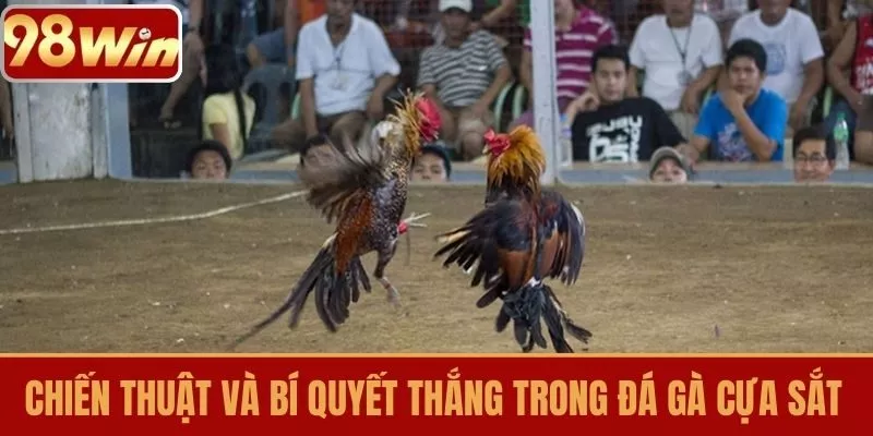 Chiến thuật và bí quyết thắng trong đá gà cựa sắt