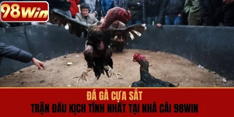 ĐÁ GÀ CỰA SẮT
