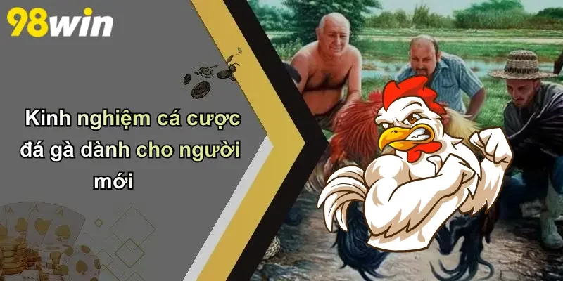 Kinh nghiệm cá cược đá gà dành cho người mới